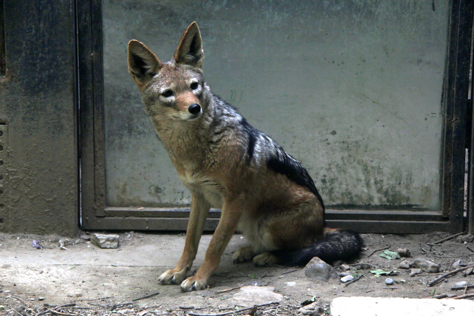 black-backed jackal (Canis mesomelas)