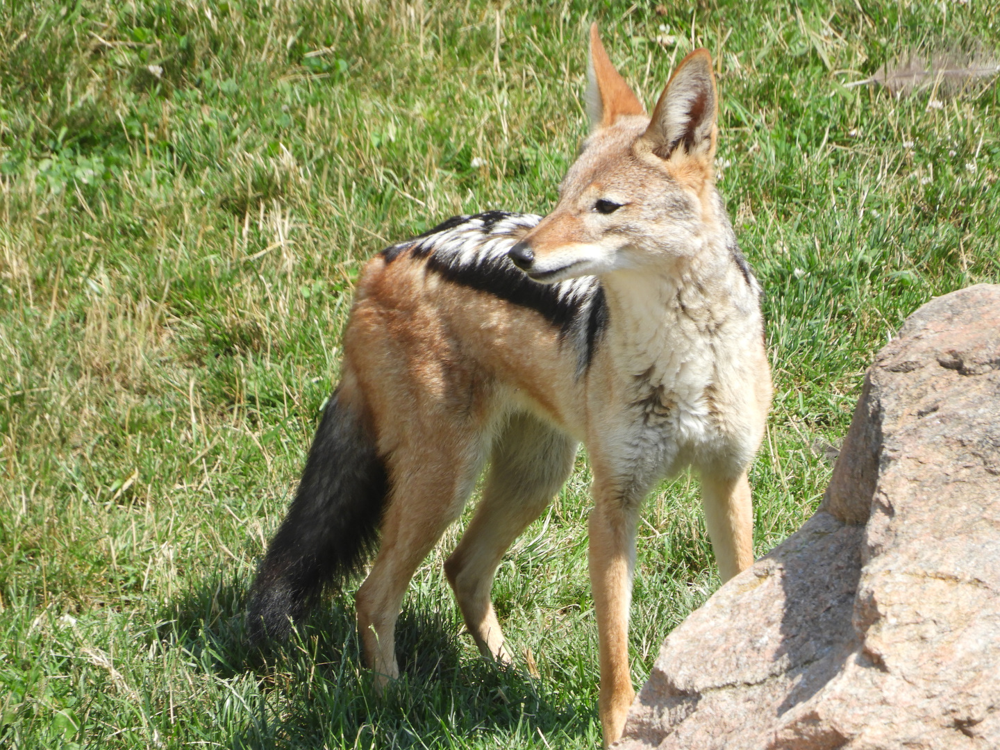 Black-backed Jackal (Canis mesomelas)