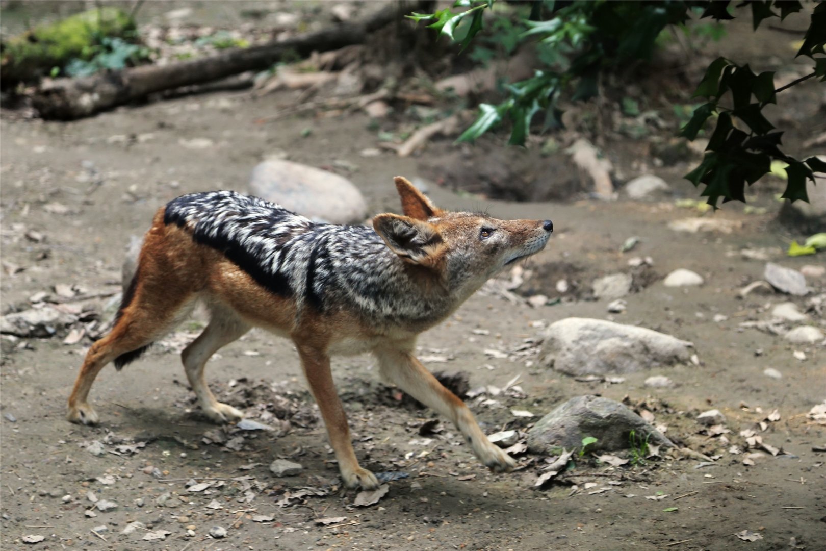 Black-backed Jackal (Canis mesomelas)