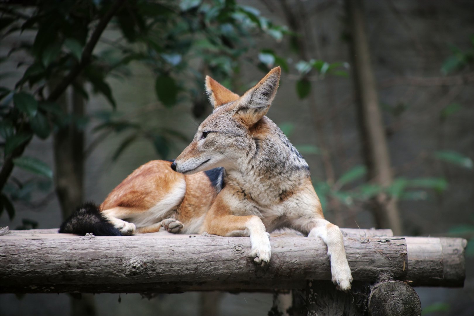 Black-backed Jackal (Canis mesomelas)