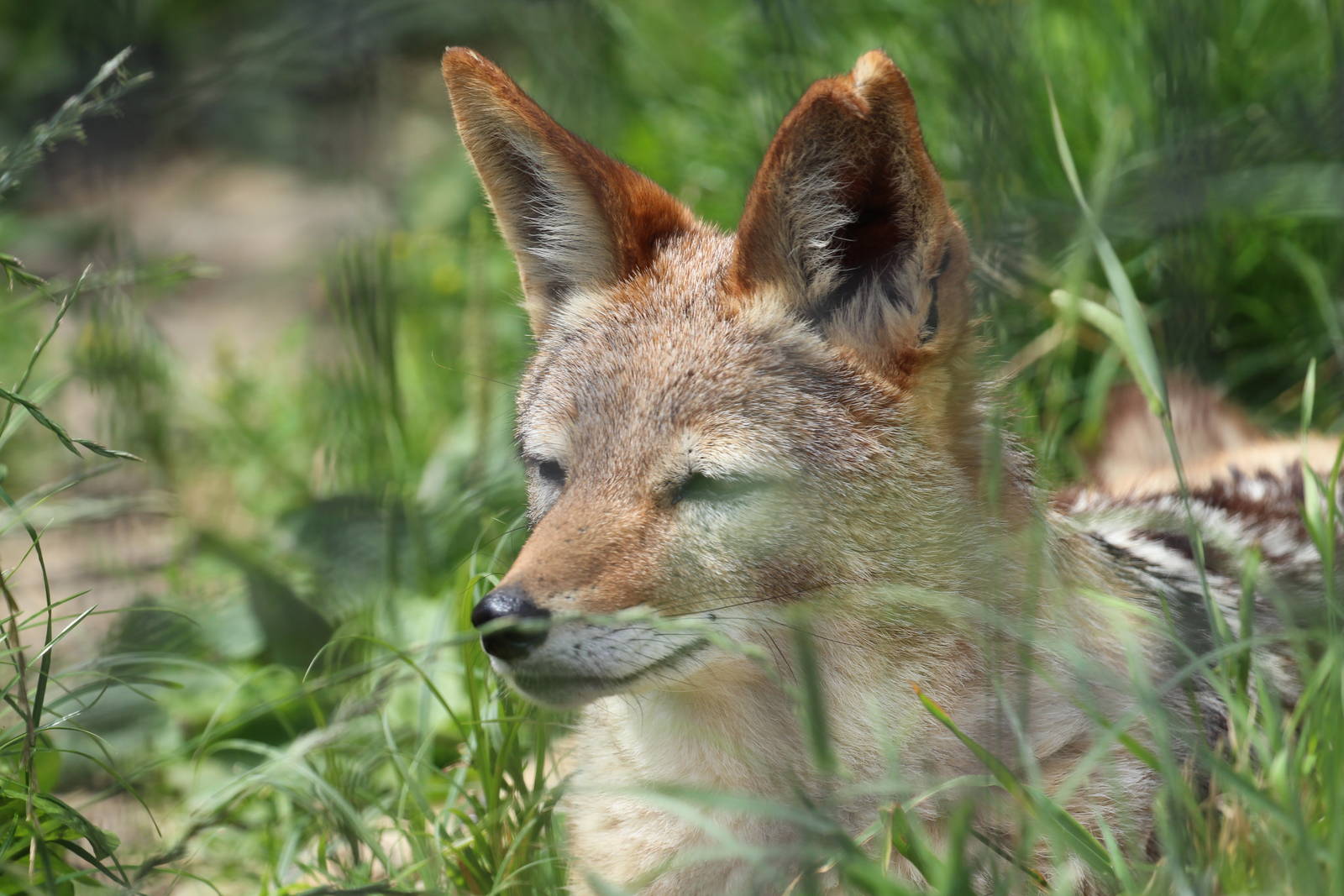 Black-backed jackal, Dvorec Zoo