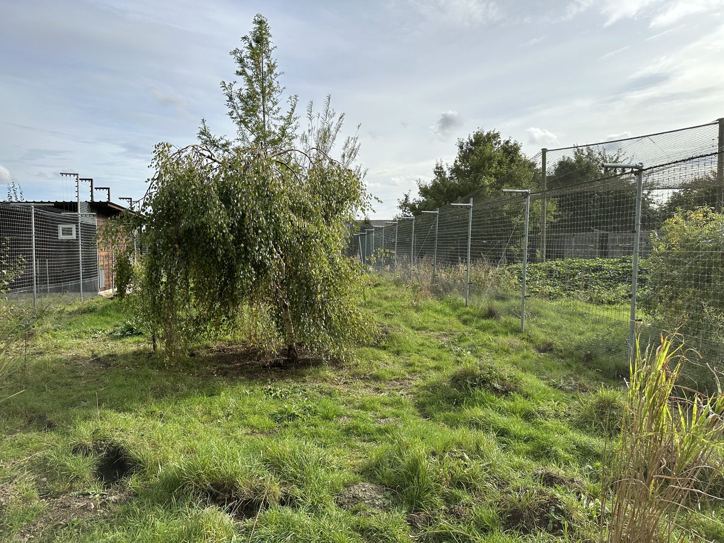 Black-backed Jackal Enclosure at Hamerton Zoo Park (October 2023)