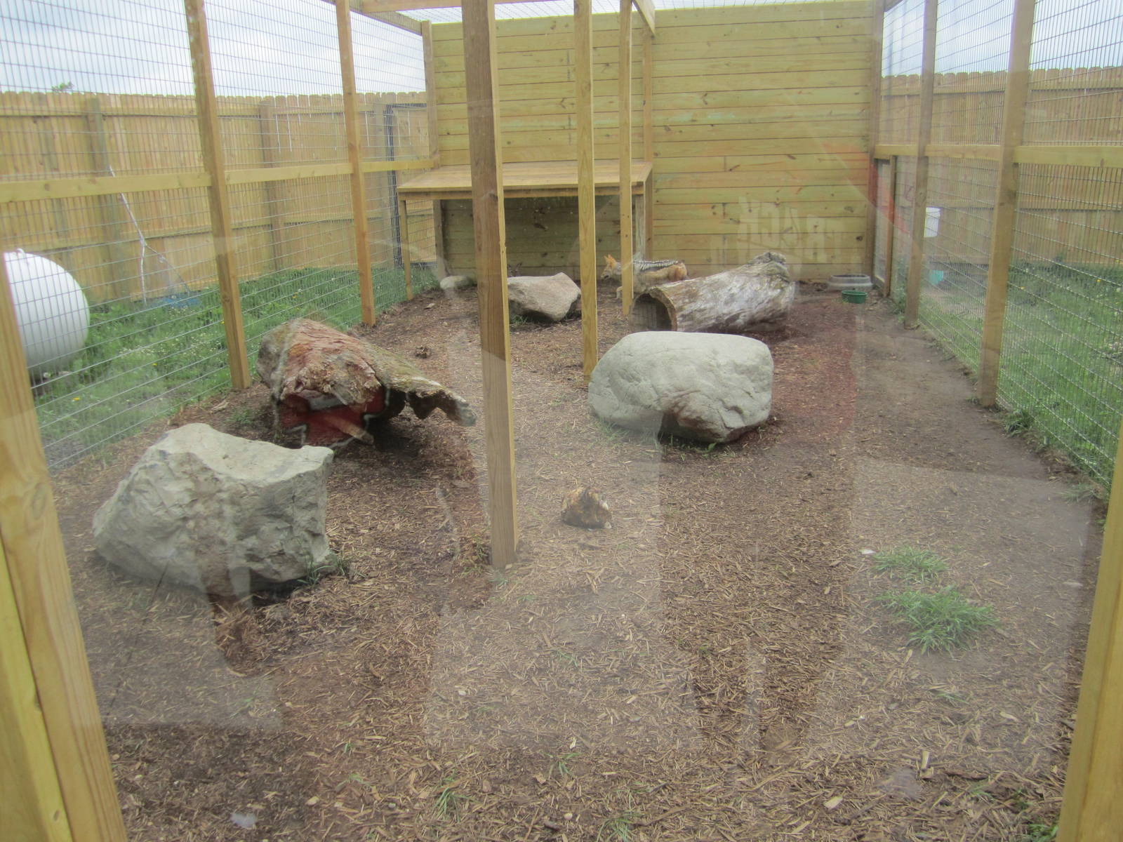 Black Backed Jackal Enclosure