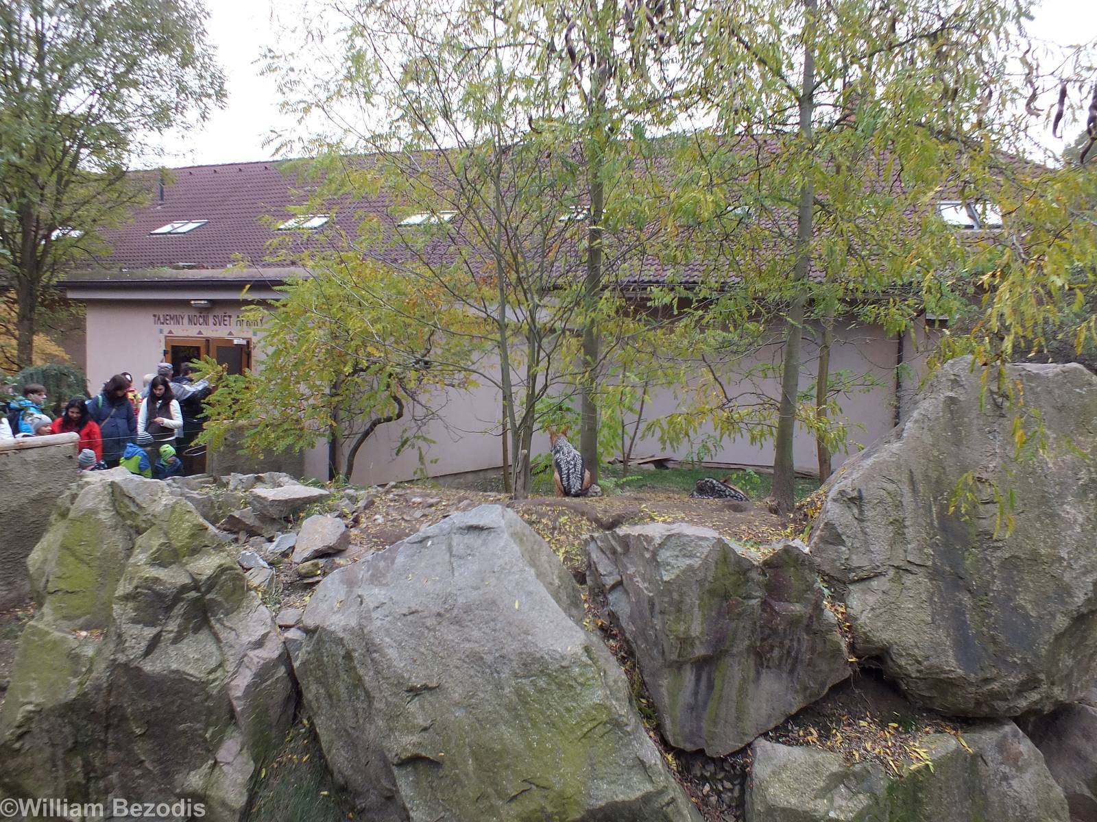 Black-backed Jackal Enclosure