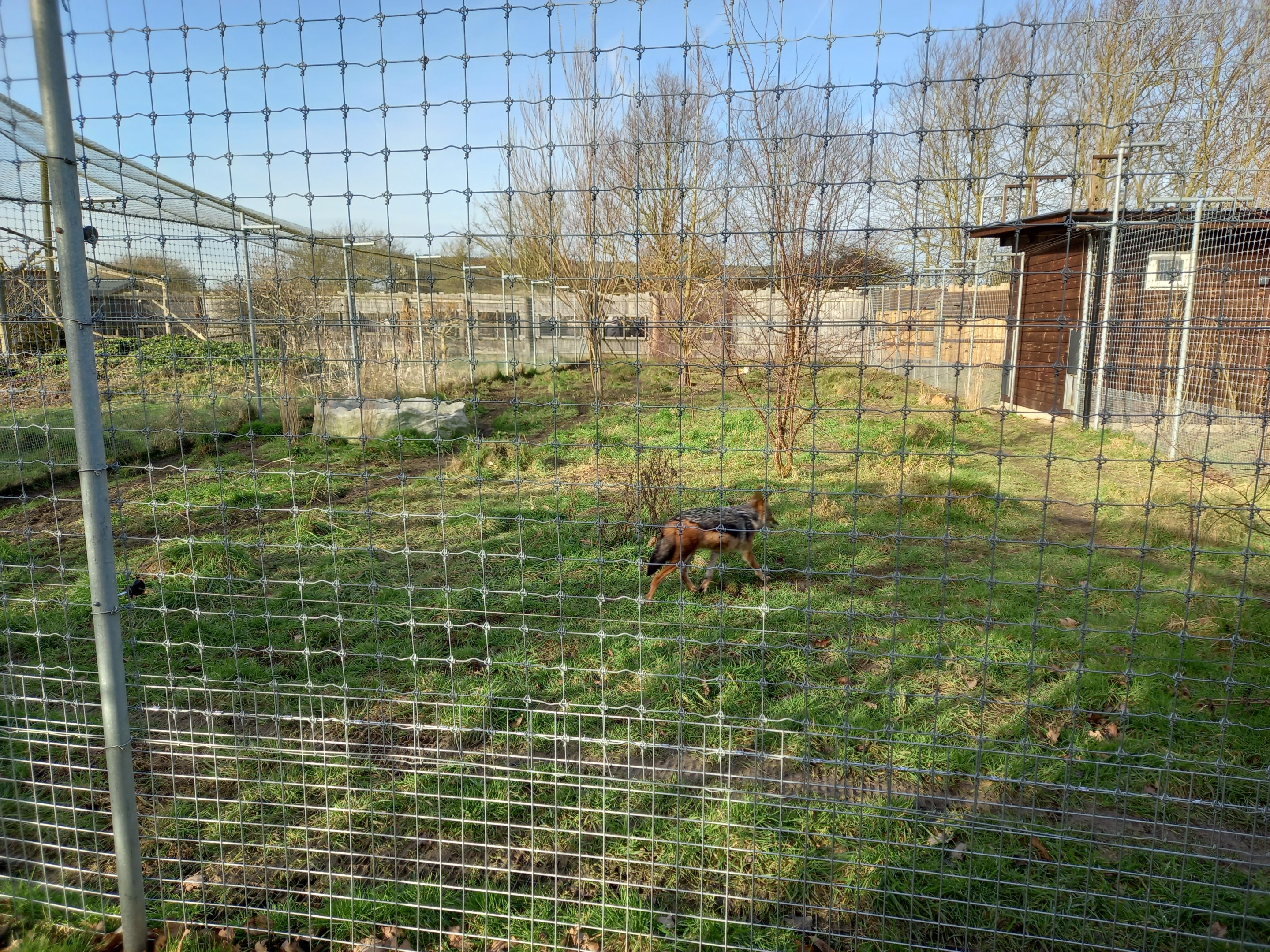 Black-Backed Jackal enclosure