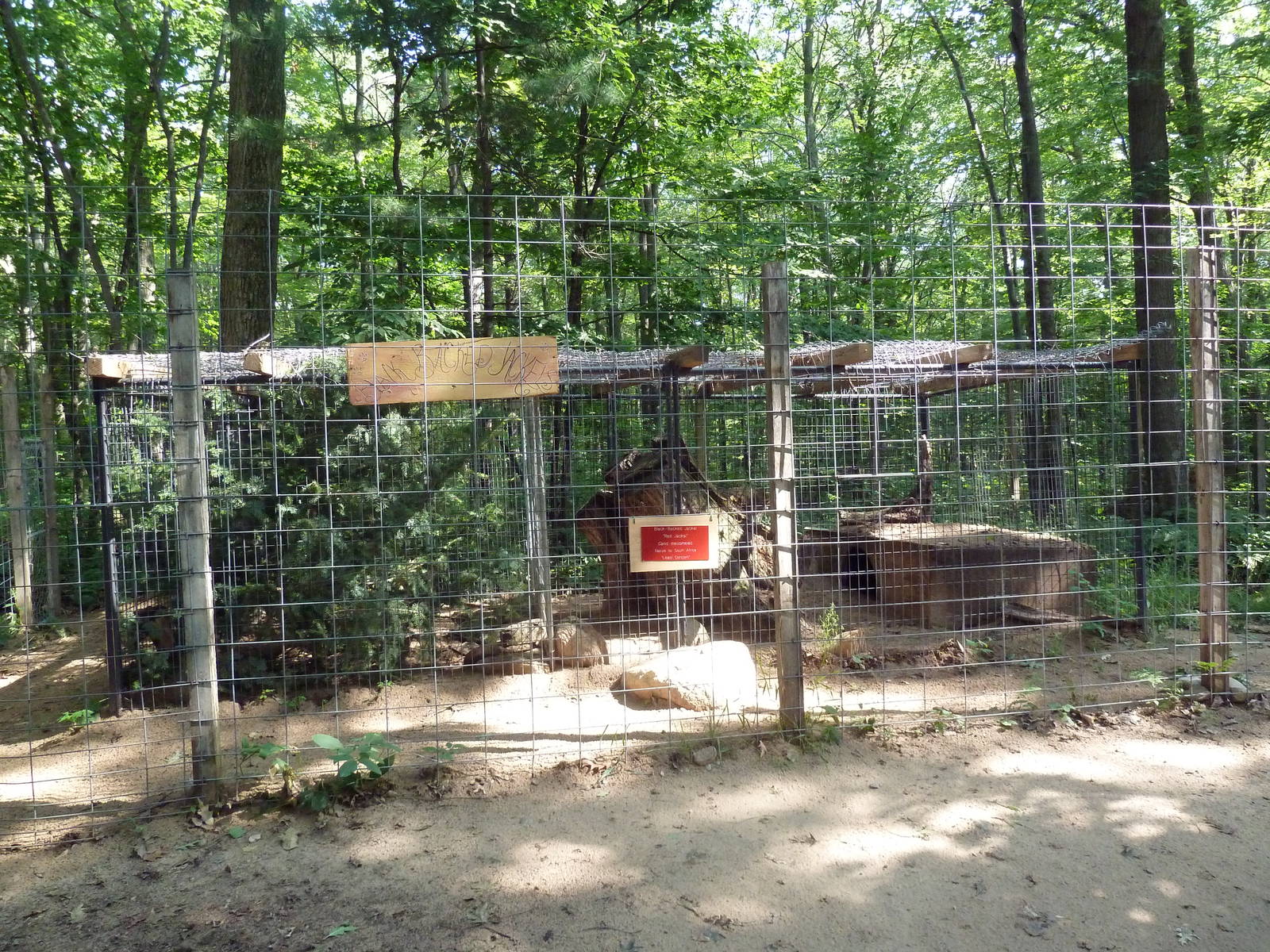 Black-Backed Jackal Exhibit