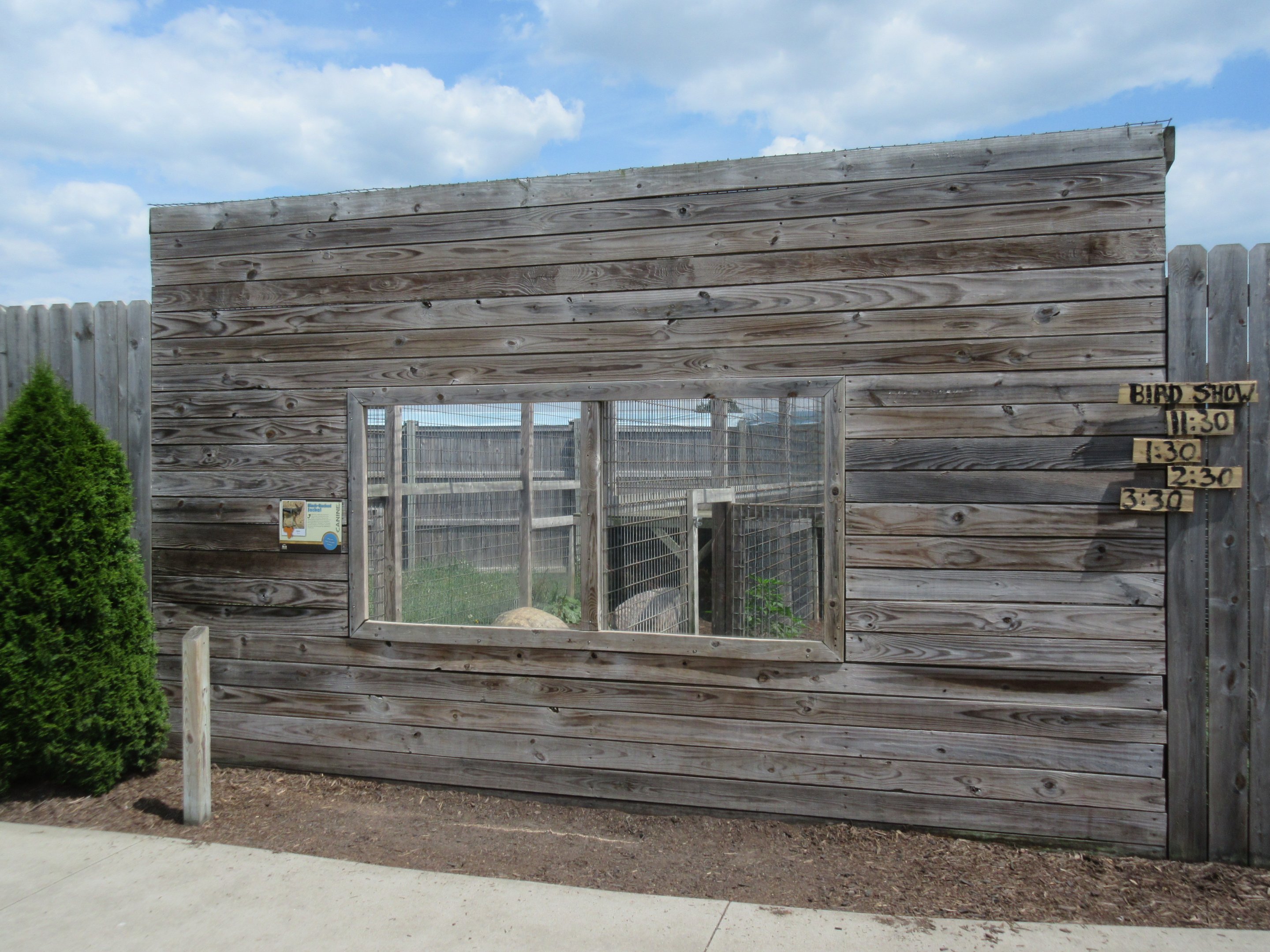 Black-backed Jackal Exhibit