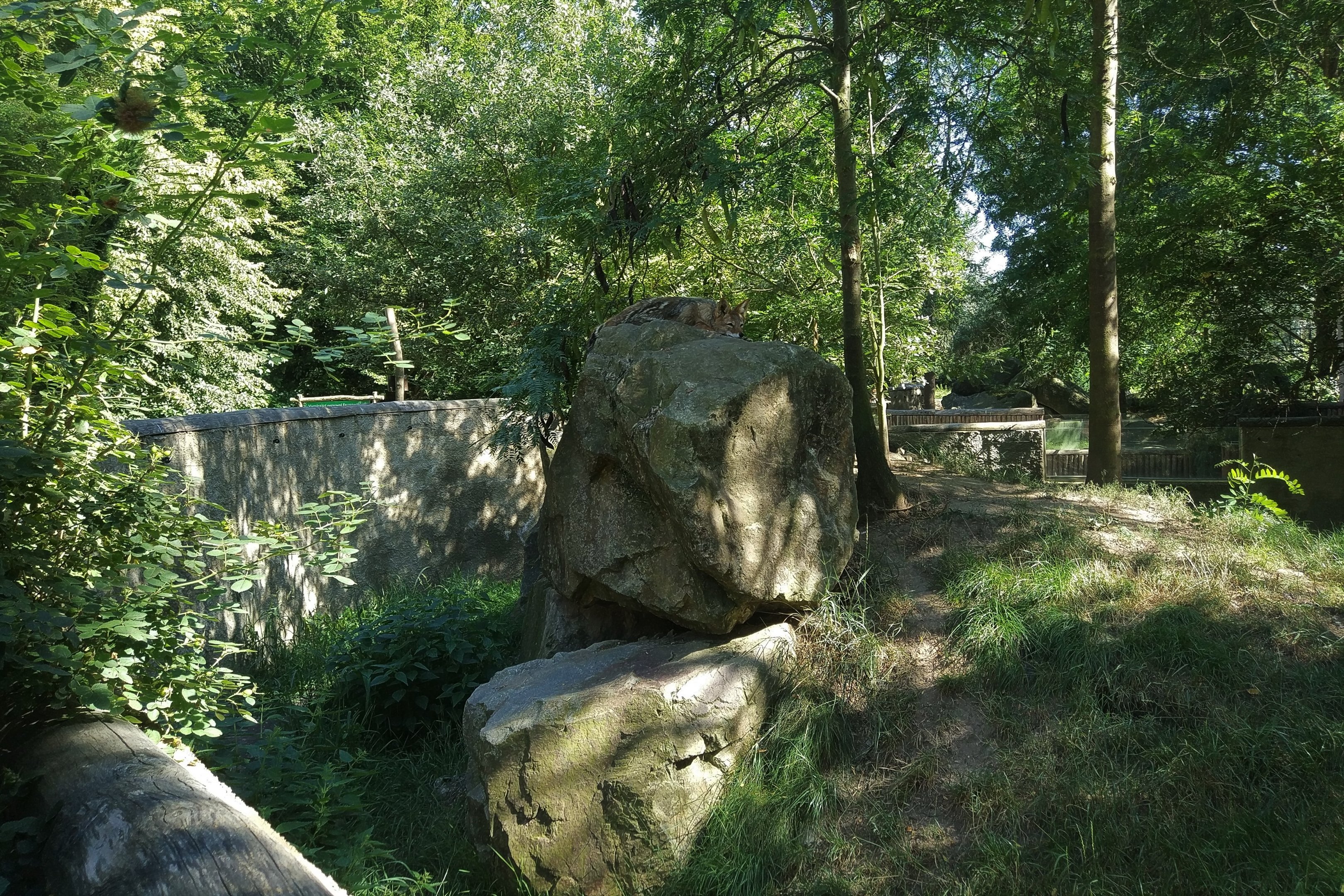 Black-backed Jackal Exhibit