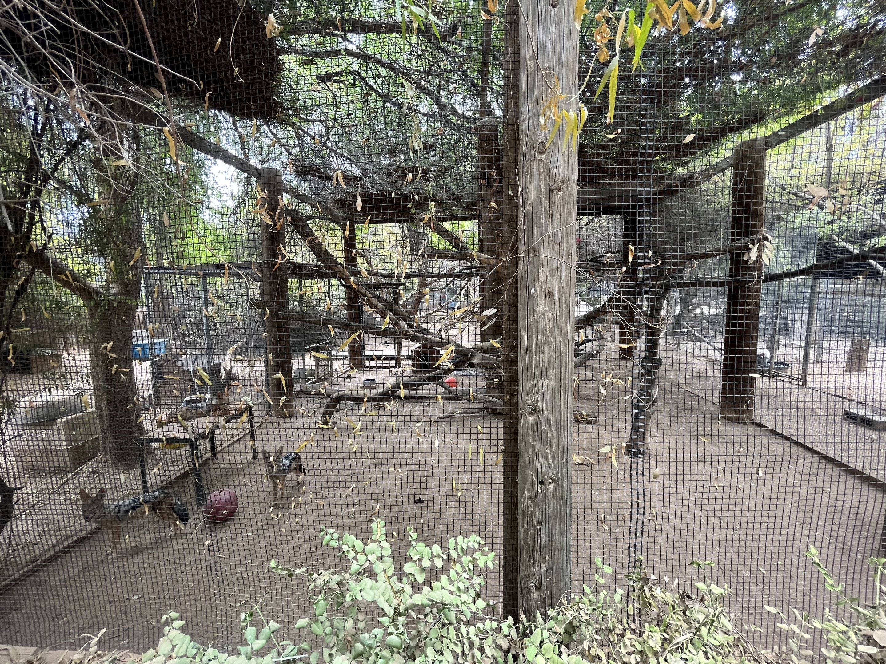 Black-backed Jackal Exhibit