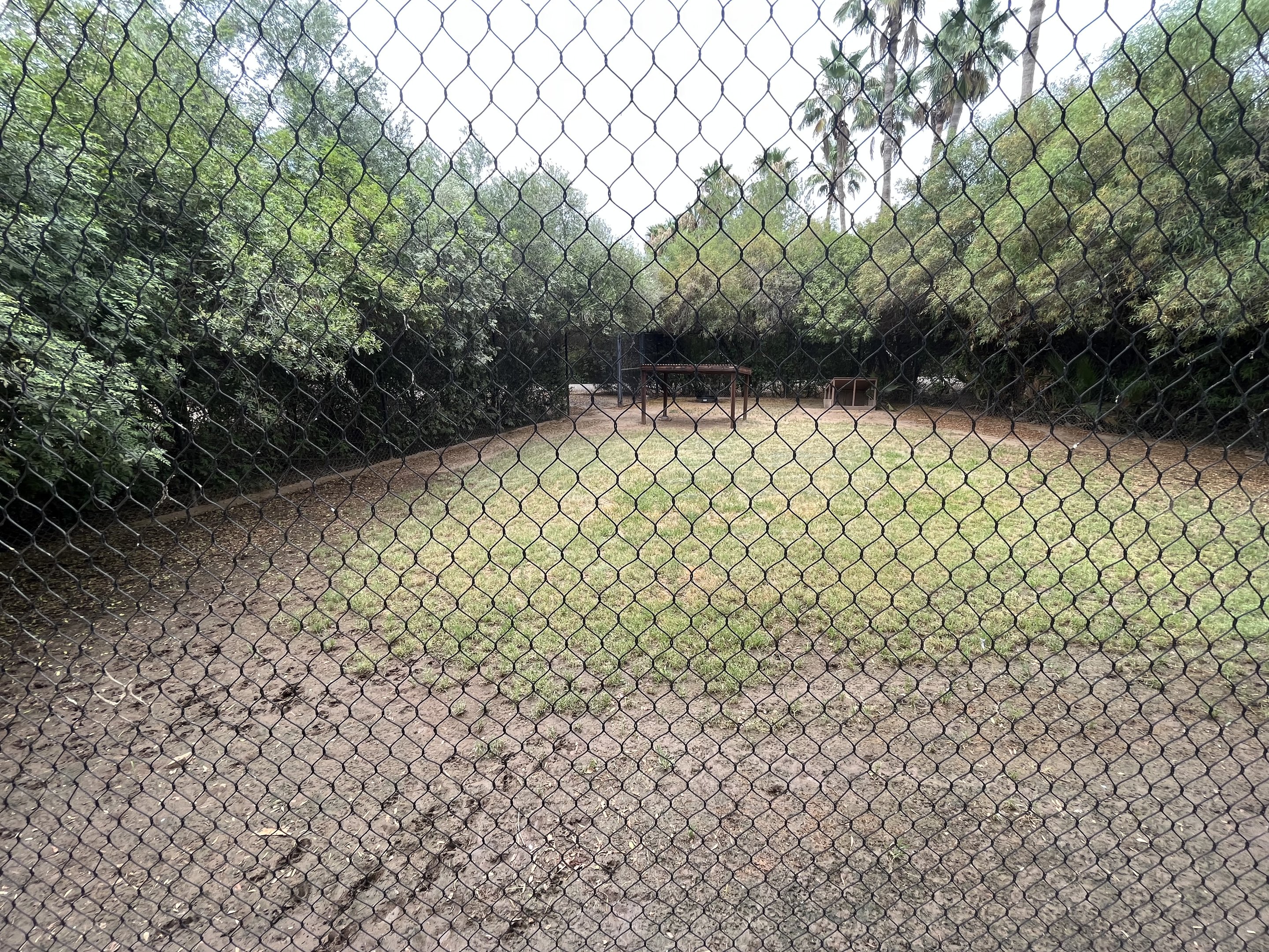 Black-backed Jackal Exhibit