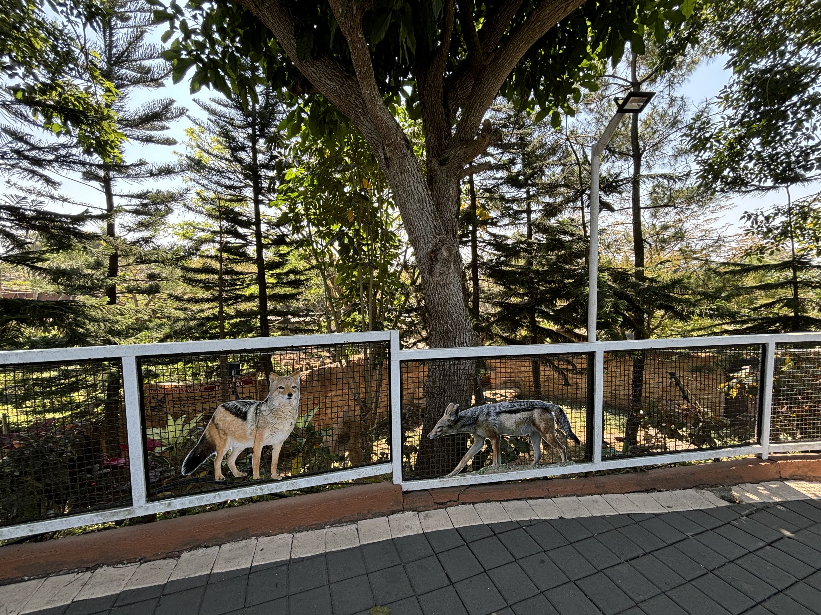 Black-backed Jackal Exhibit