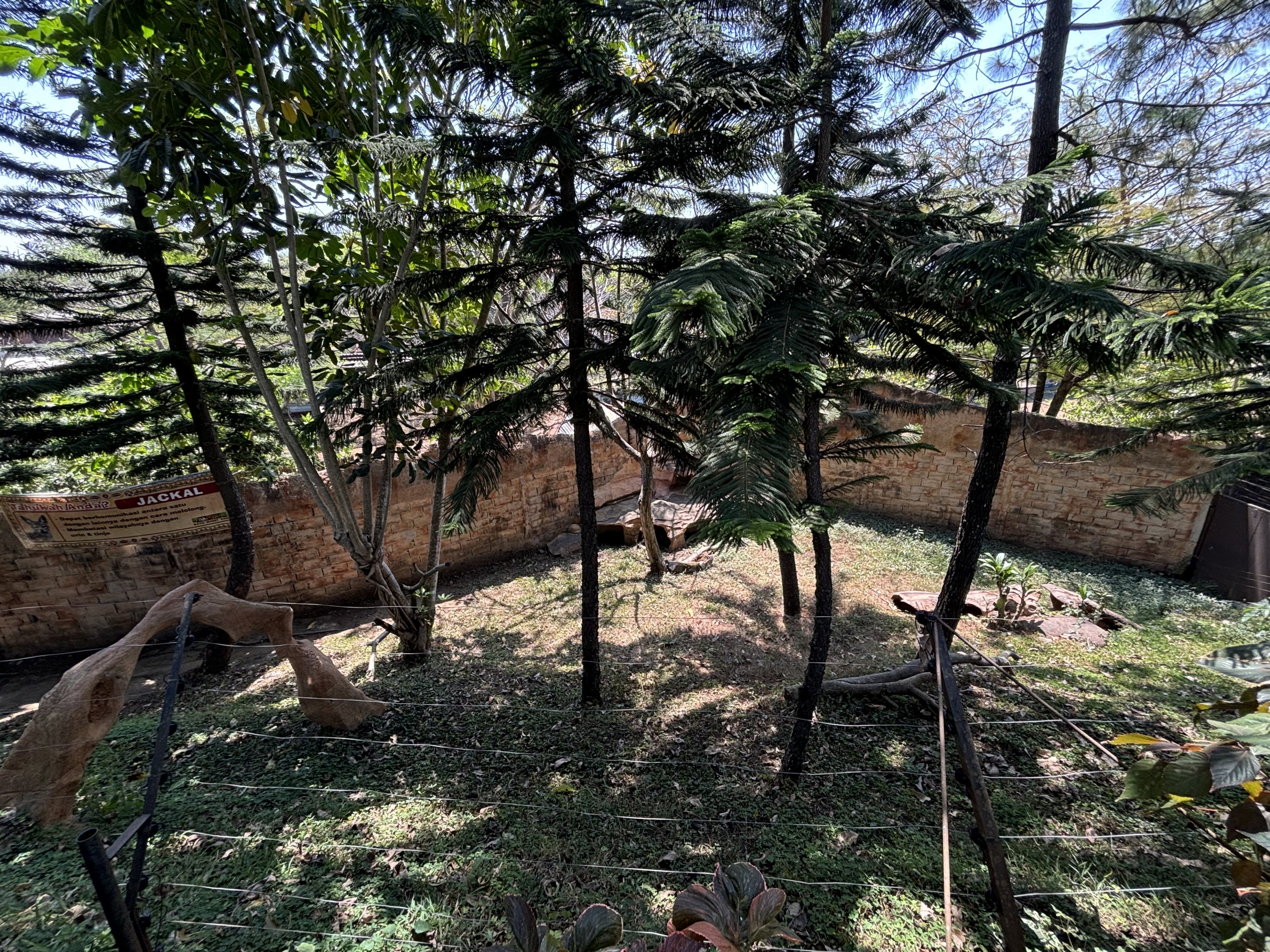 Black-backed Jackal Exhibit