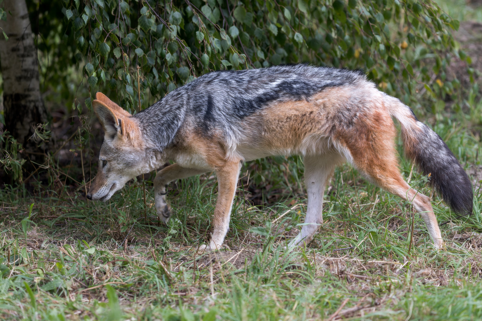 Black-backed Jackal (f) / Hamerton / 25-8-23