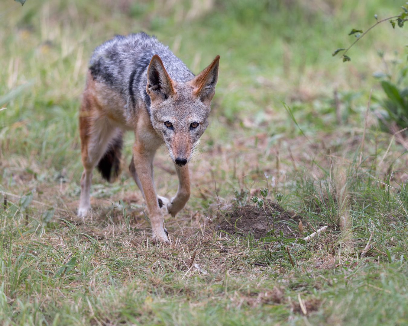 Black-backed Jackal (f) / Hamerton / 25-8-23