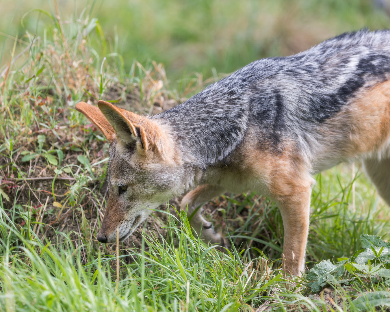 Black-backed Jackal (f) / Hamerton / 25-8-23