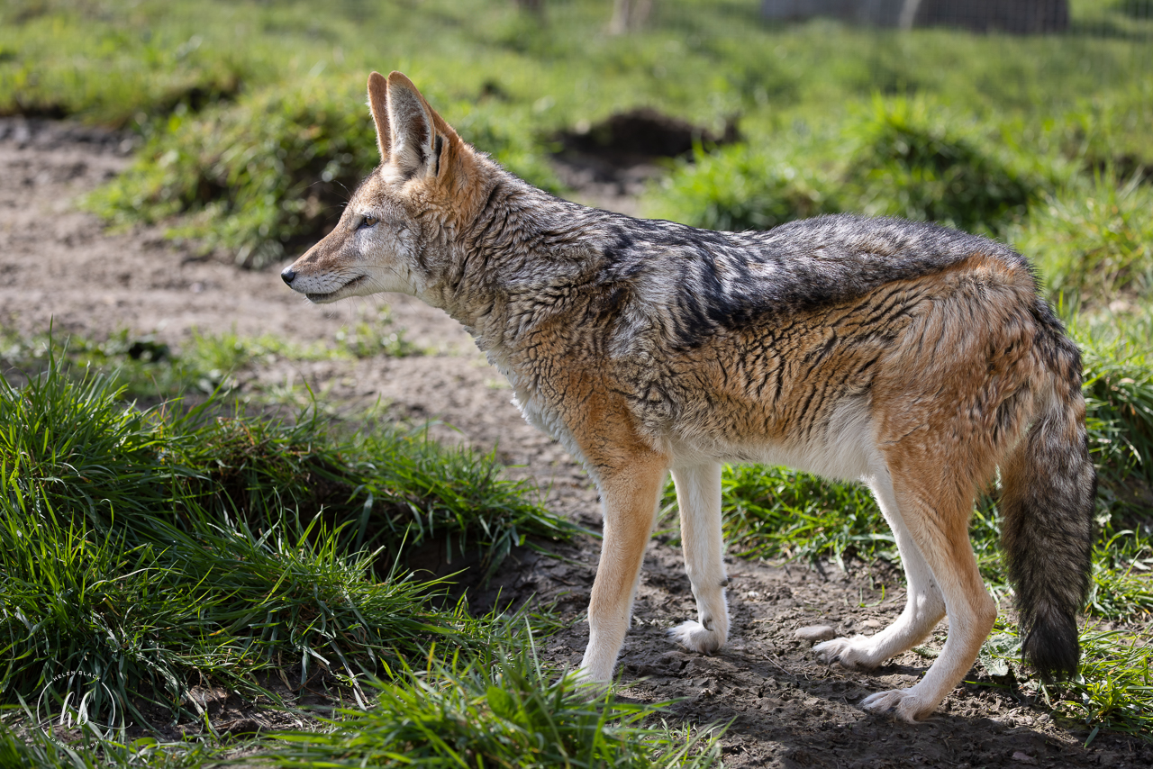 Black-backed Jackal (f) / Hamerton / 26-3-24