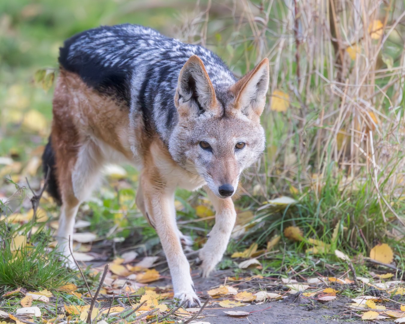 Black-backed Jackal (f) / Hamerton / 27-11-24