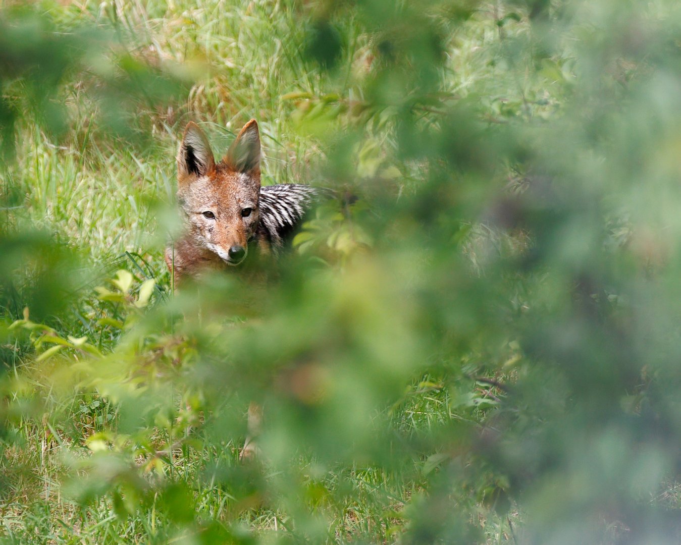 Black Backed Jackal - Female / 7-6-22 / Hamerton