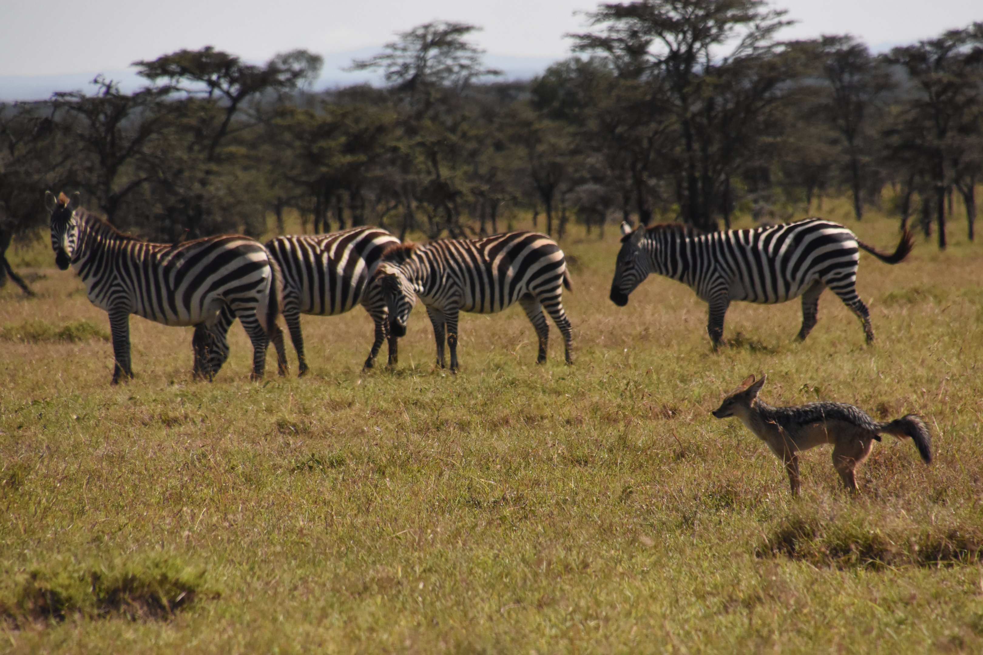 Black-backed jackal & Grant's zebra