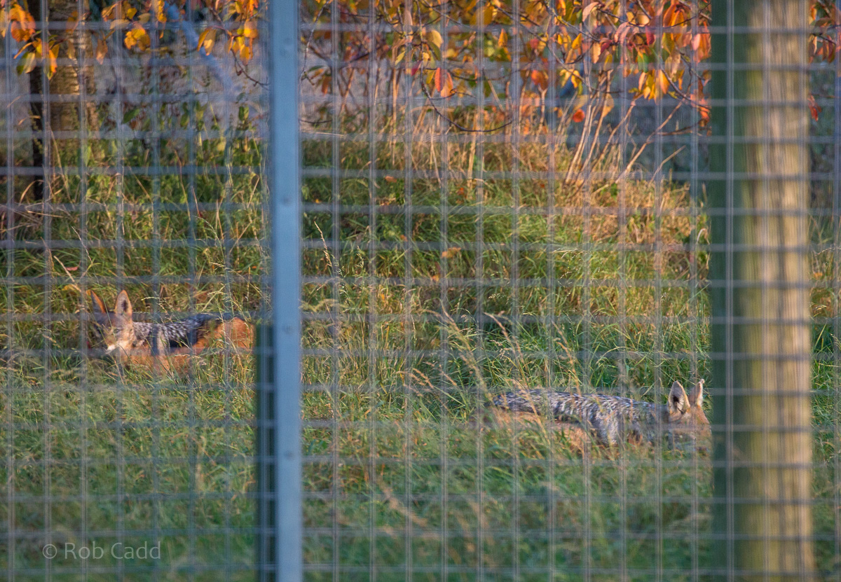Black-backed jackal : Hamerton : 15 Oct 2017