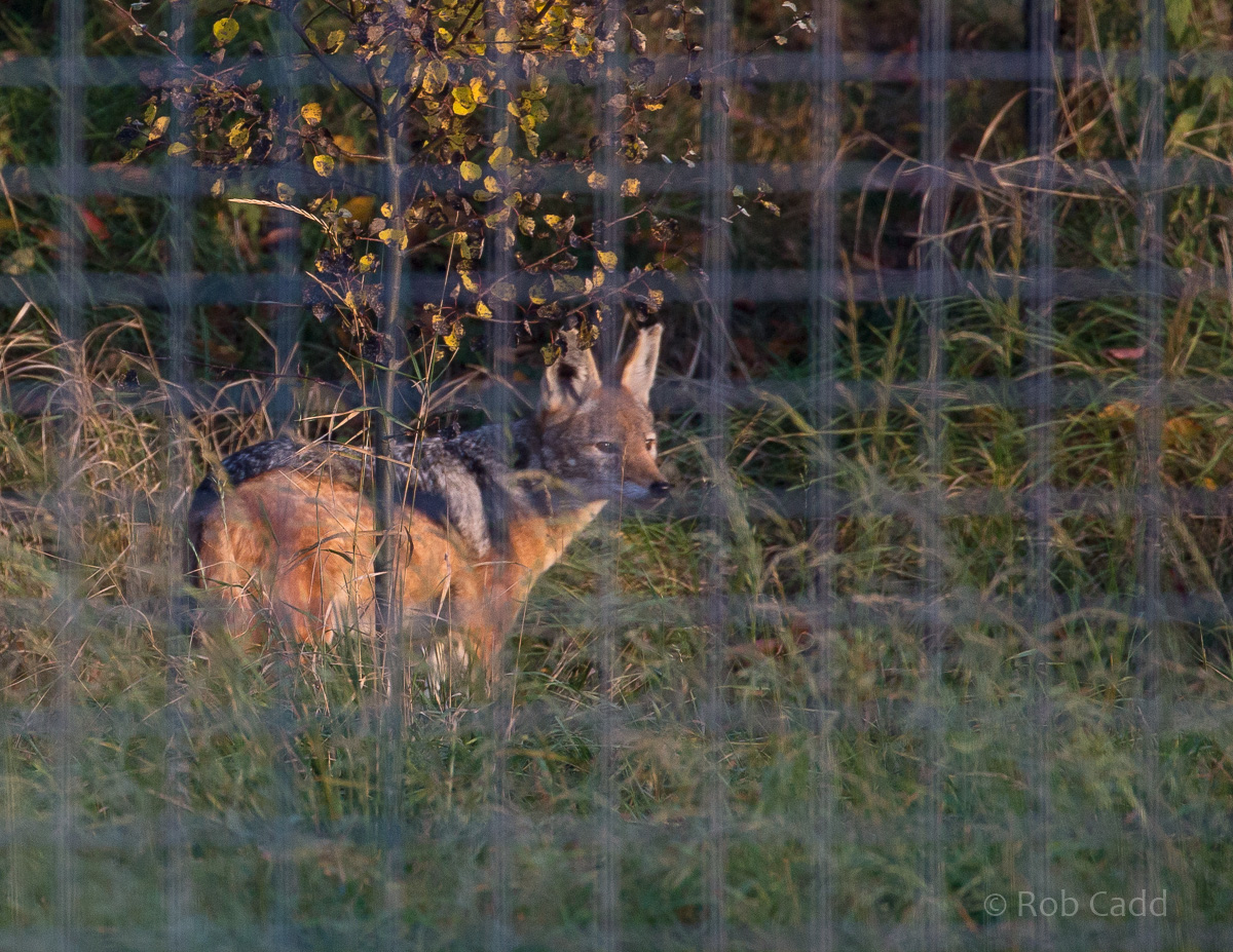 Black-backed jackal : Hamerton : 15 Oct 2017