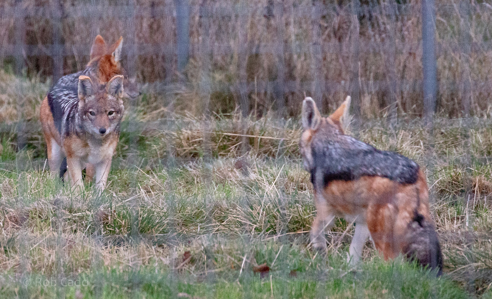 Black-backed jackal : Hamerton : 25 Nov 2018