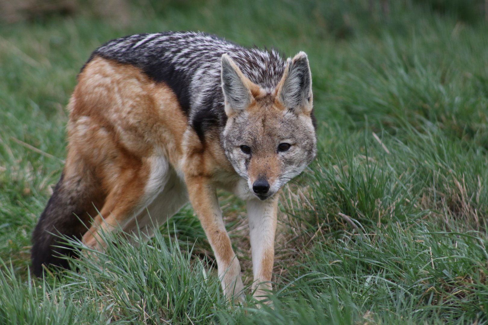 Black-backed Jackal - Hamerton - 8/3/19