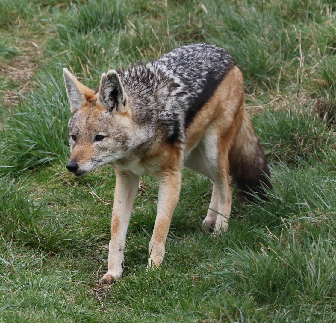 Black-backed Jackal - Hamerton - 8/3/19