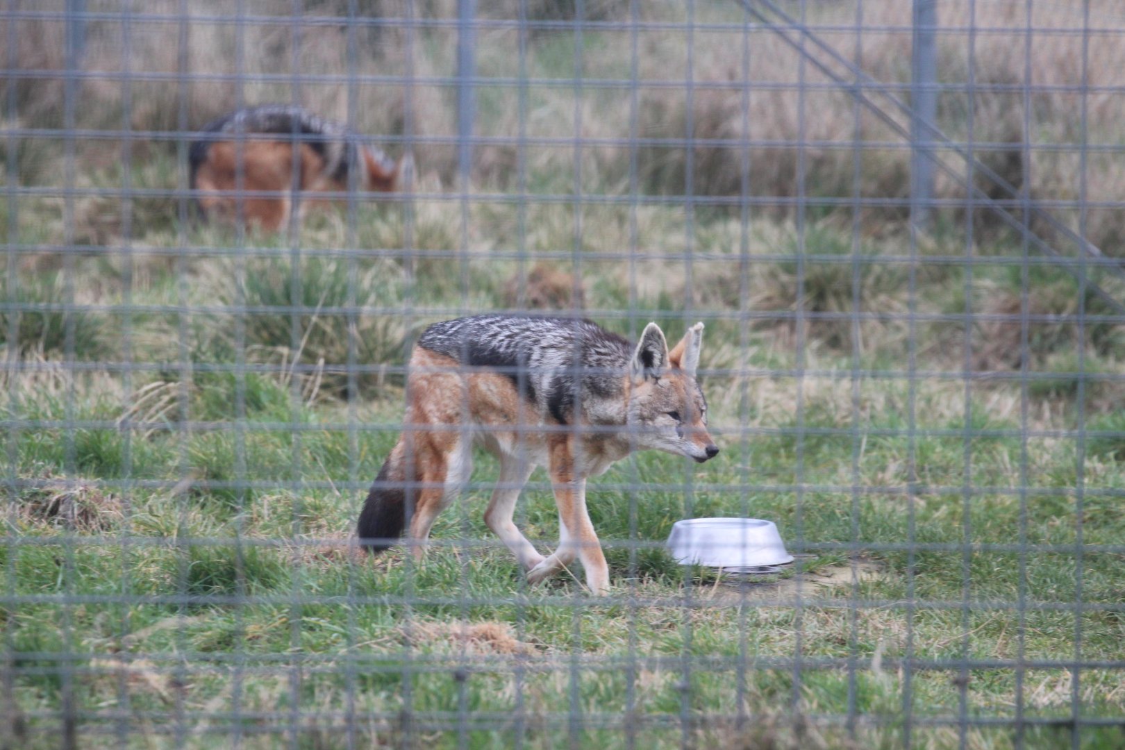 Black-backed Jackal, Hamerton
