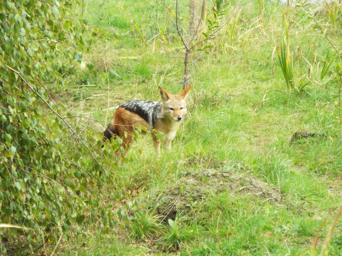Black Backed Jackal, Hamerton