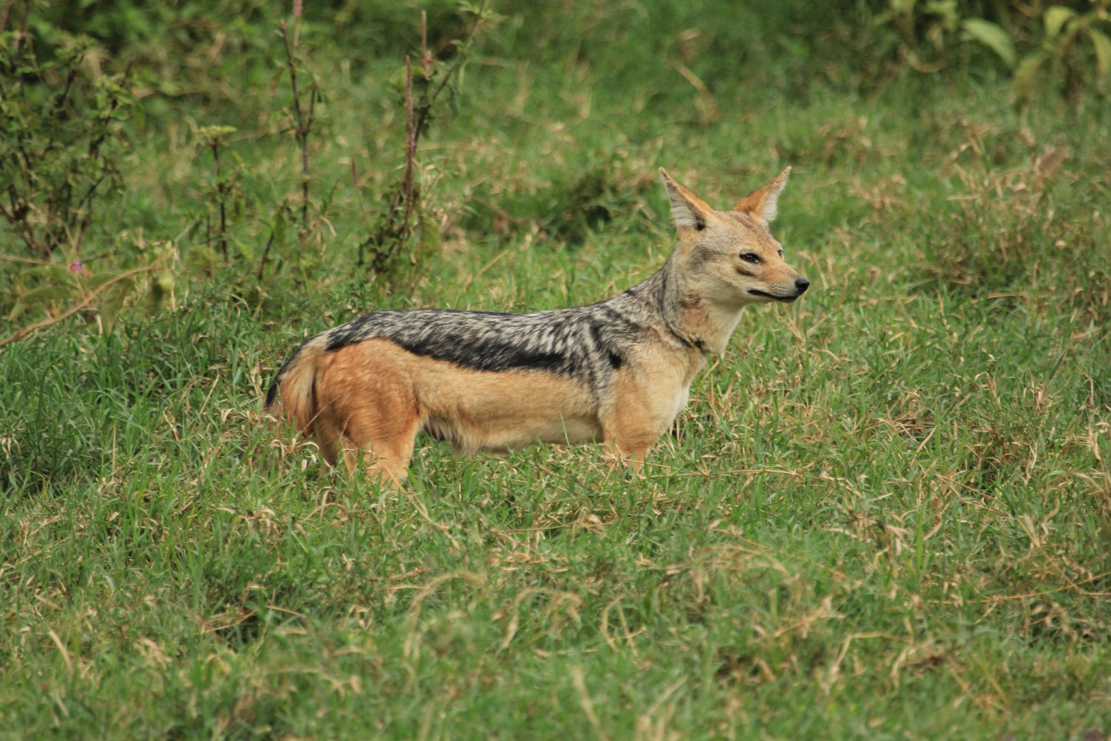 Black-backed Jackal - Lake Nakuru NP (September 2018)
