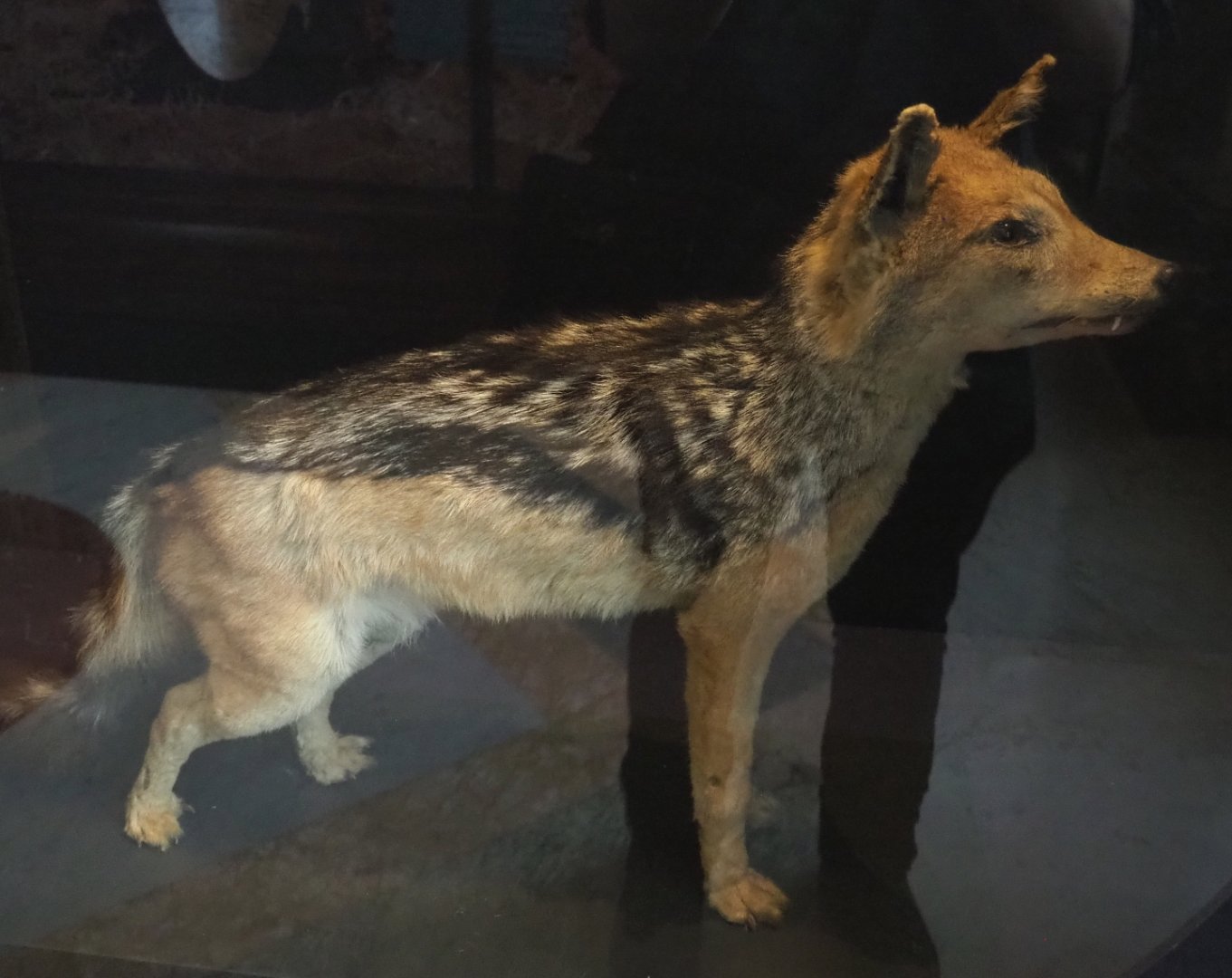 Black-backed jackal (Lupulella mesomelas) specimen, 2021-10-20