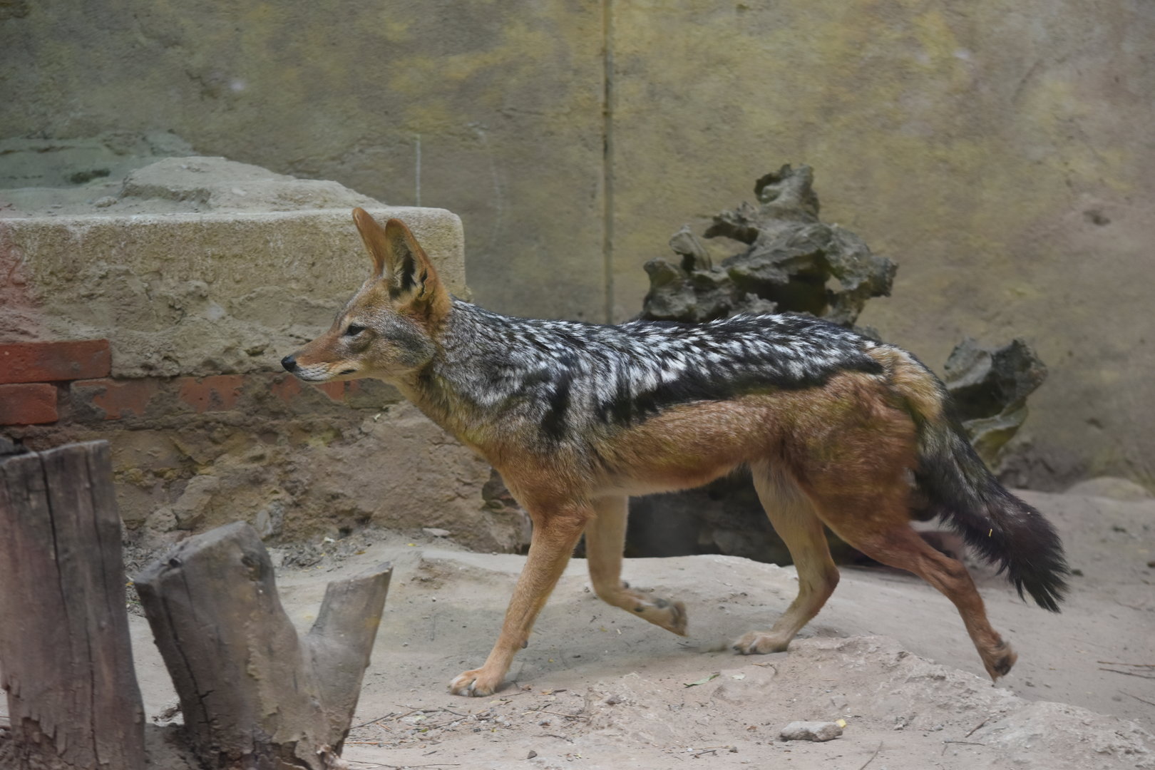 black-backed jackal (Lupulella mesomelas)
