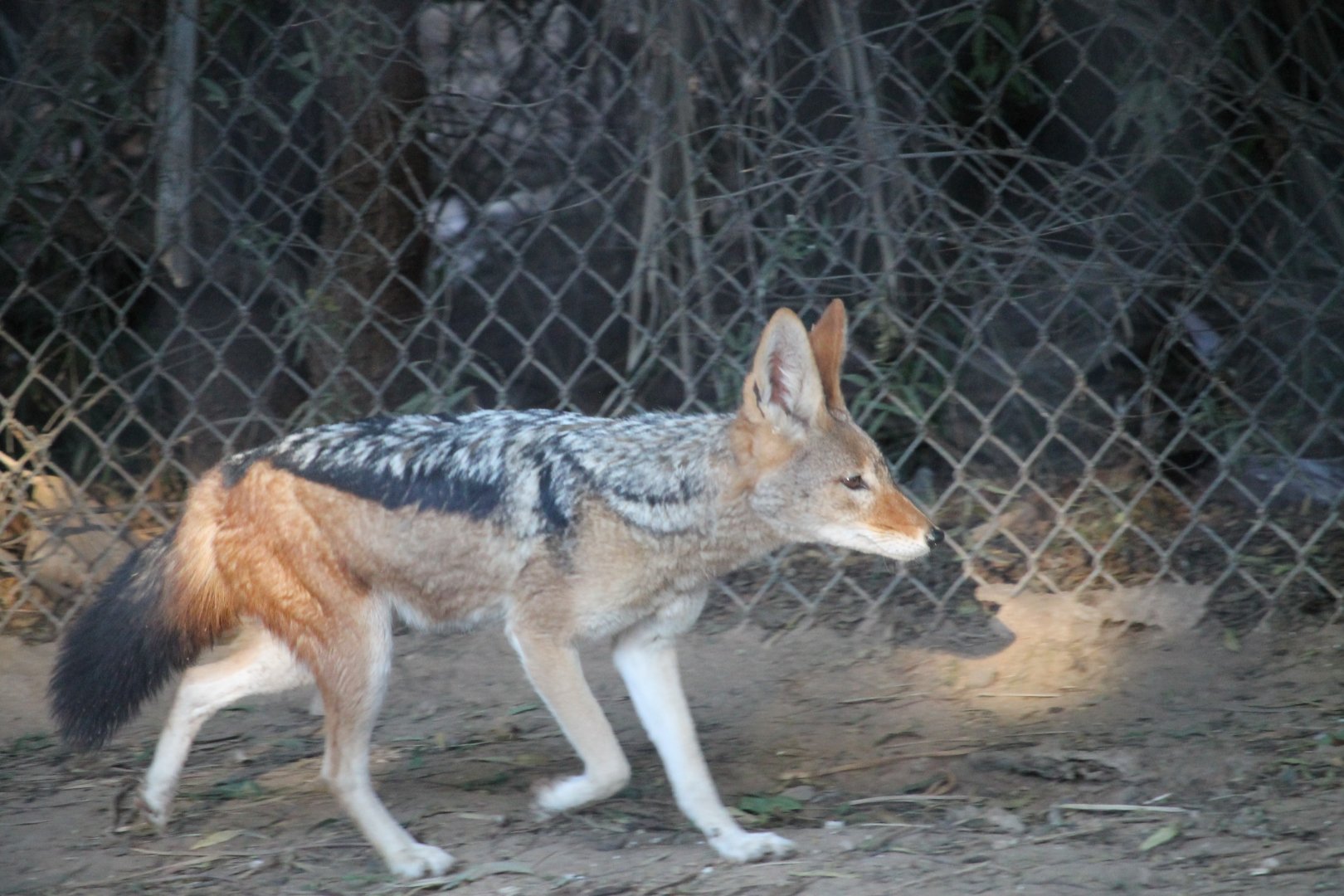 Black-backed Jackal (Lupulella mesomelas)