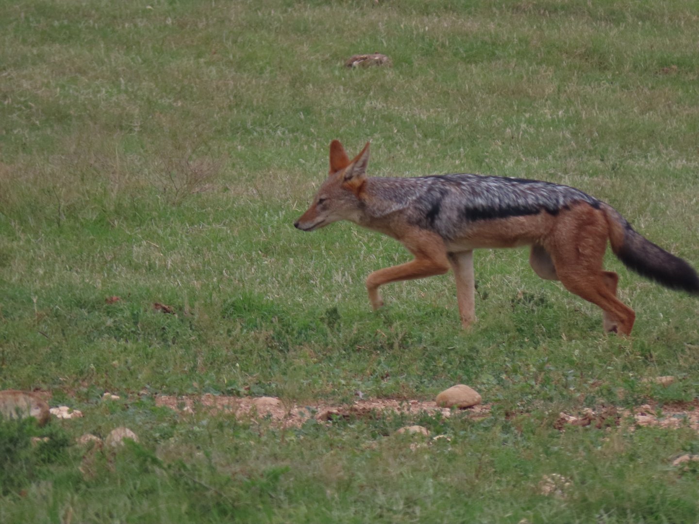 Black-backed jackal (Lupulella mesomelas)