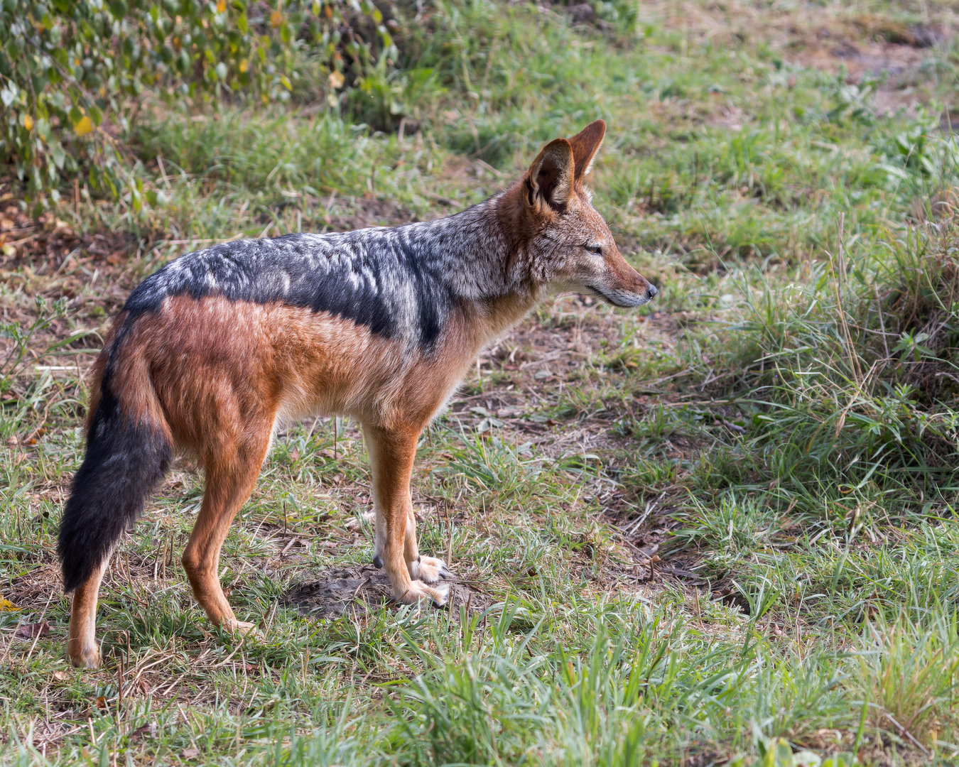 Black-backed Jackal (m) / Hamerton / 13-9-23