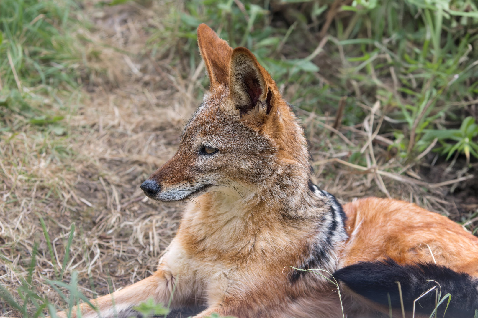 Black-backed Jackal (m) / Hamerton / 25-8-23