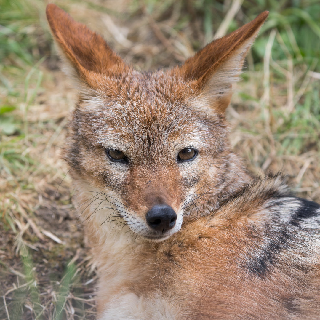 Black-backed Jackal (m) / Hamerton / 25-8-23
