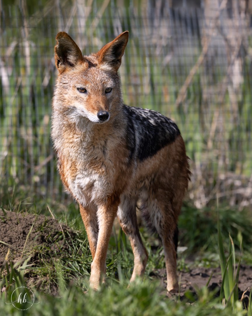 Black-backed Jackal (m) / Hamerton / 26-3-24