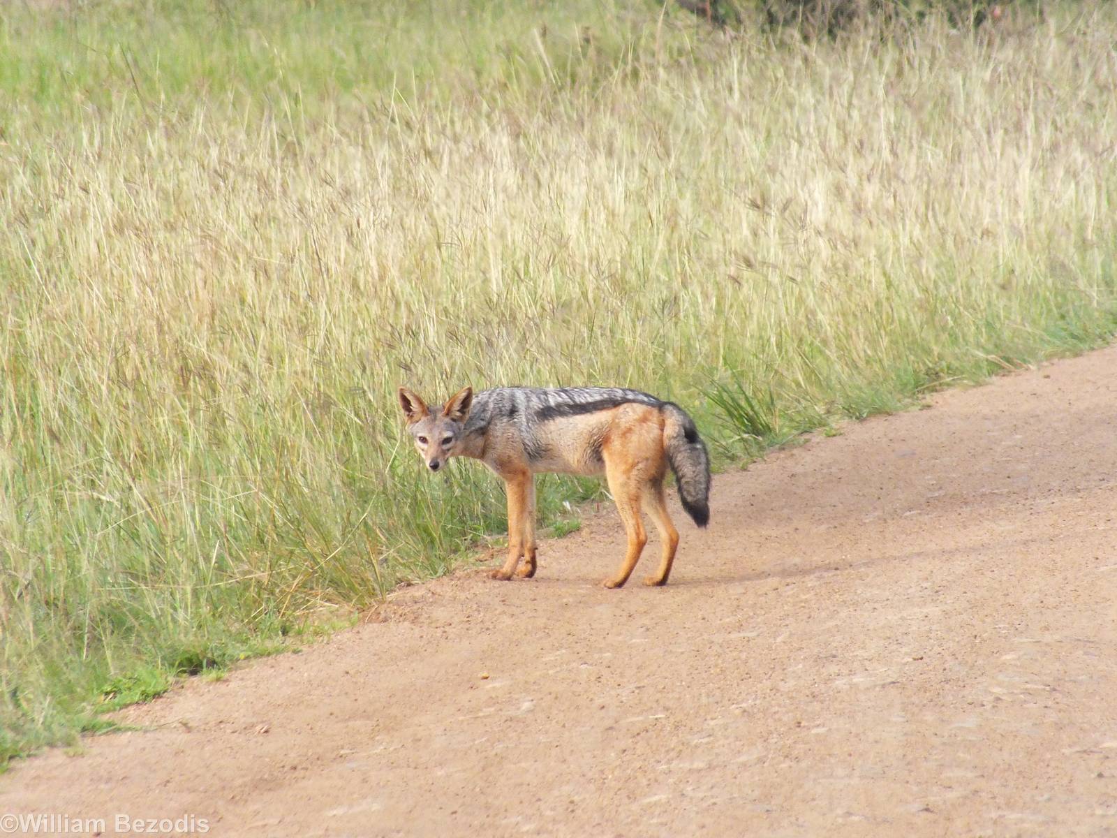 Black-backed Jackal - Maasai Mara