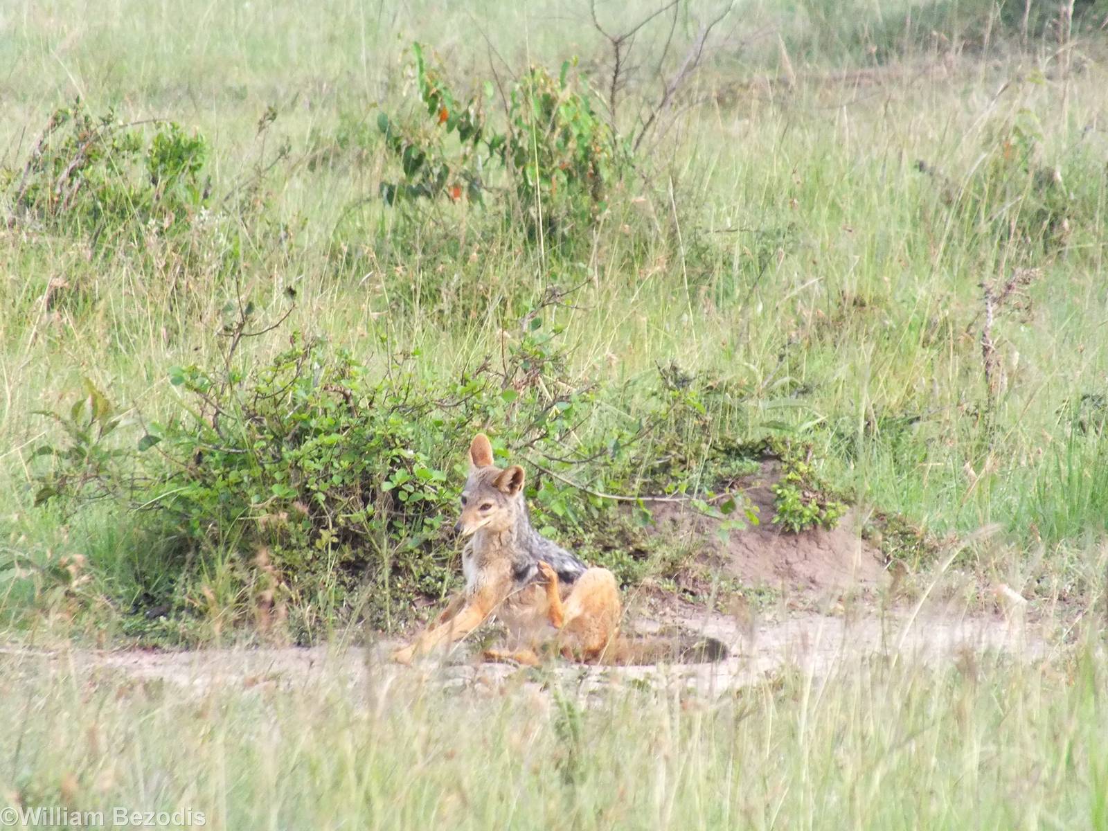 Black-backed Jackal - Maasai Mara