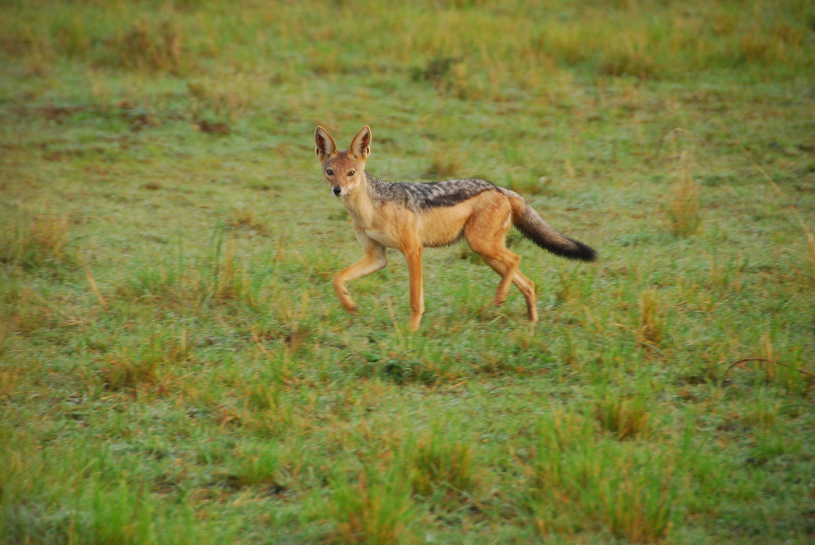 Black-backed Jackal - Masai Mara NR