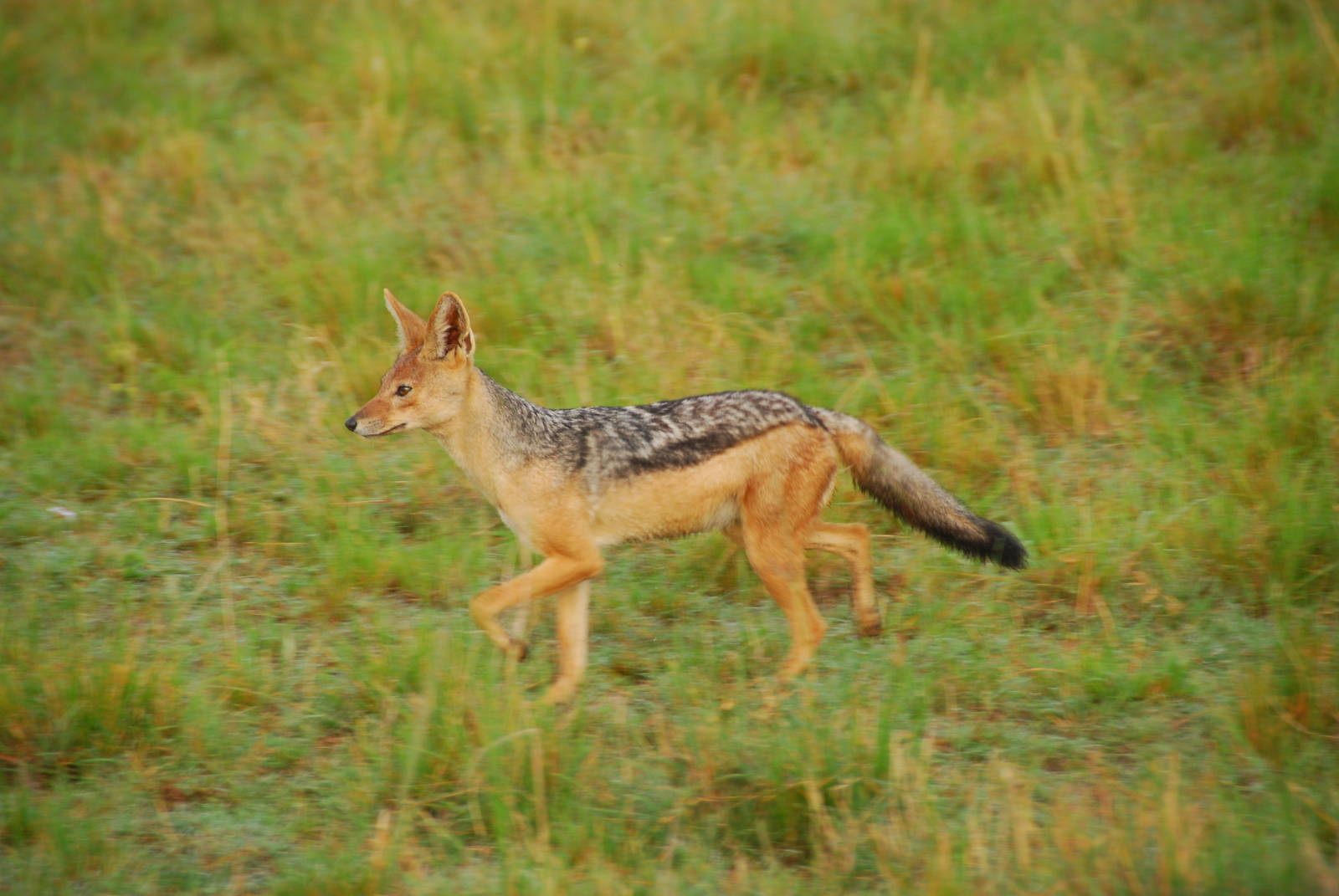 Black-backed Jackal - Masai Mara NR