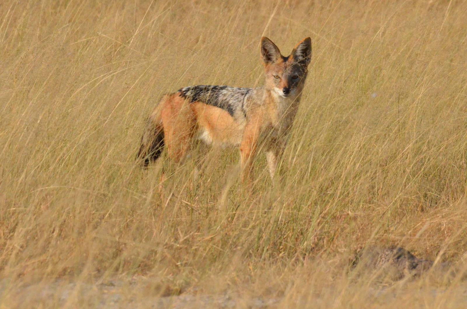 Black-backed Jackal, Moremi Game Reserve, Botswana, 27/04/16