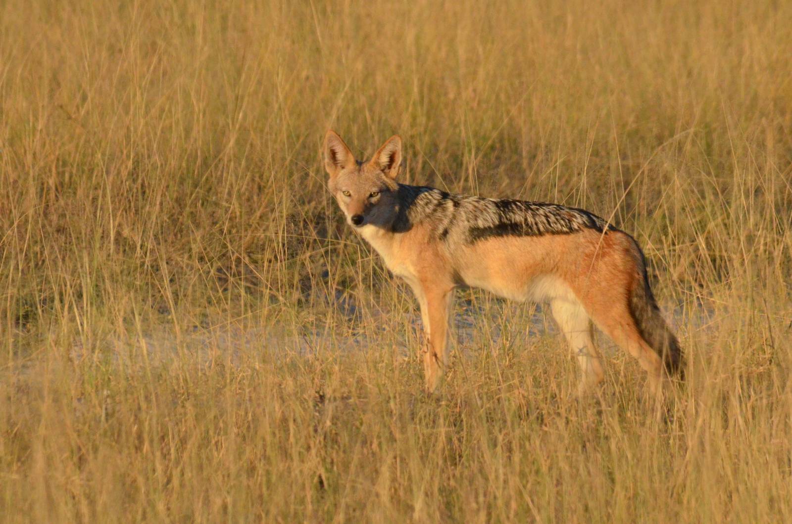 Black-backed Jackal, Moremi Game Reserve, Botswana, 29/04/16