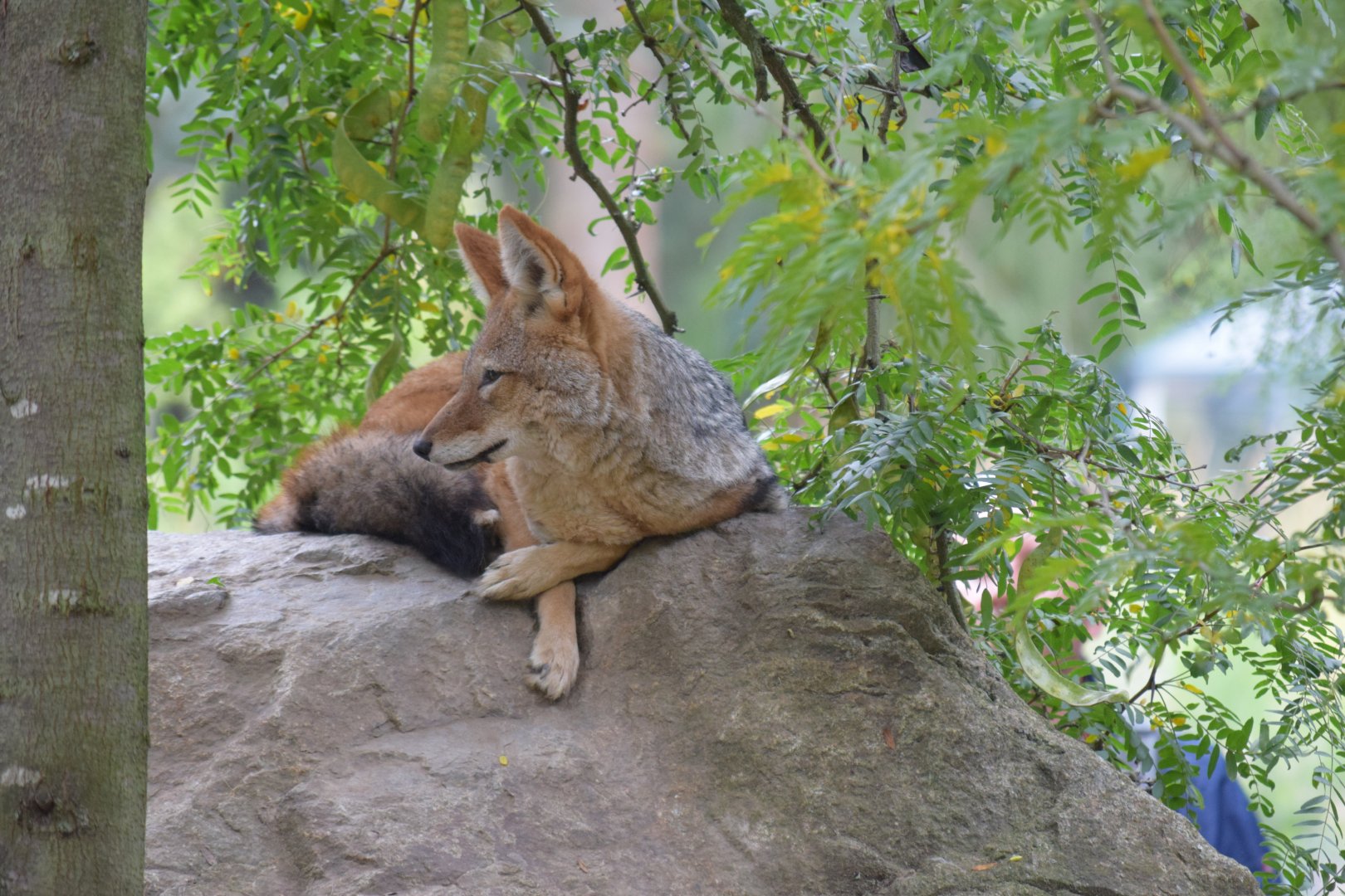 Black-backed jackal - October 2020