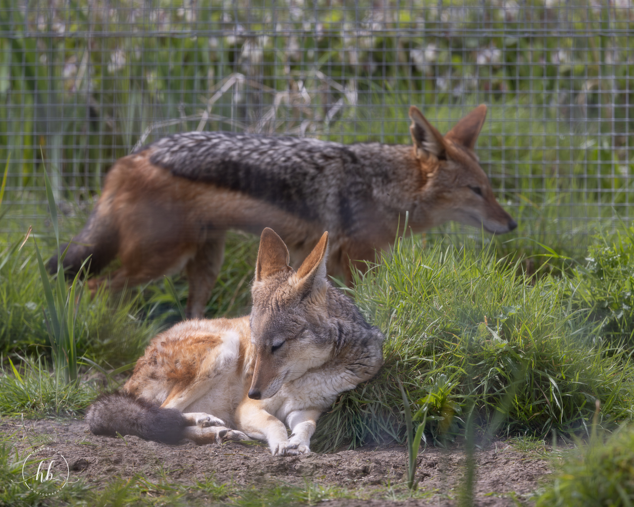 Black-backed Jackal pair / Hamerton / 18-4-24