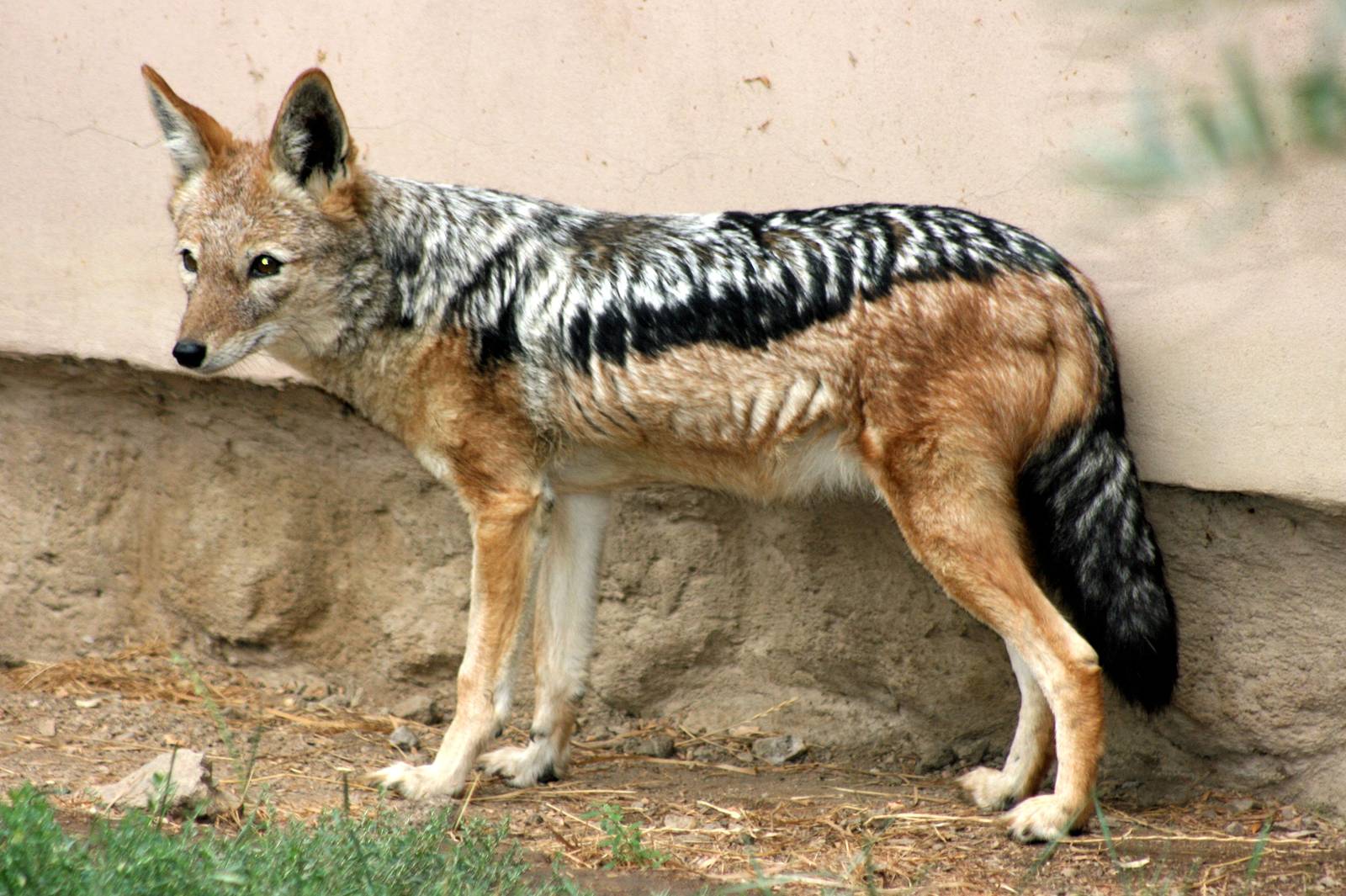 Black-backed jackal; Plzen; 1st September 2012