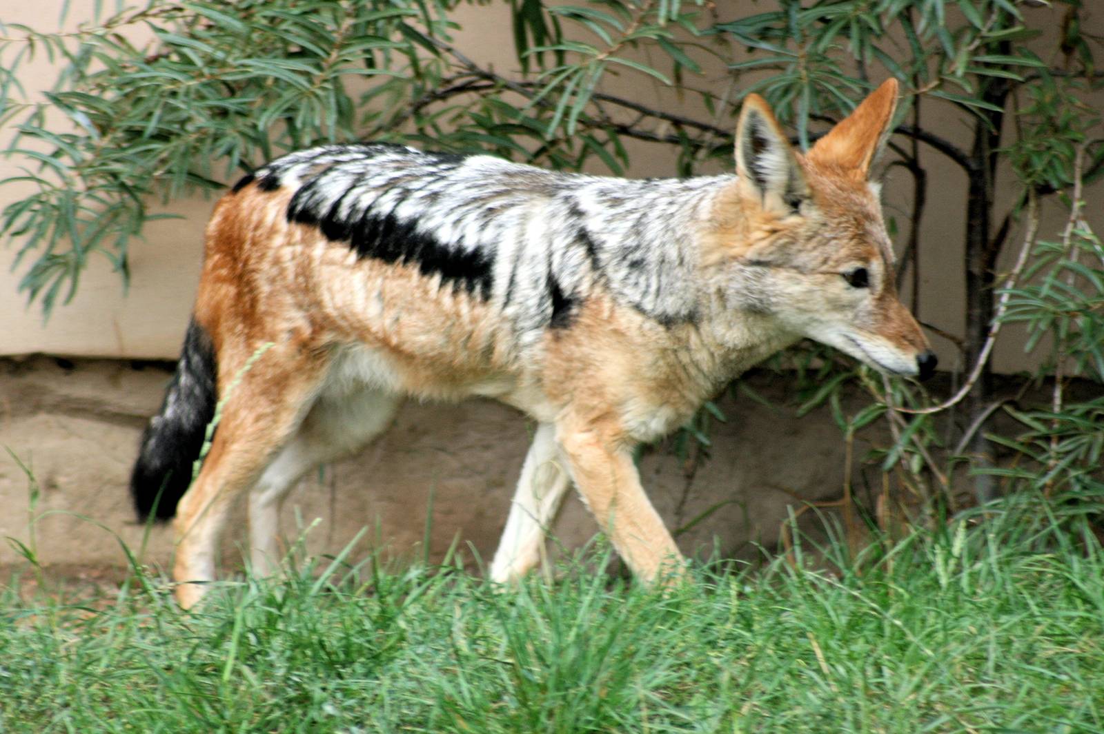 Black-backed jackal; Plzen; 2nd September 2012