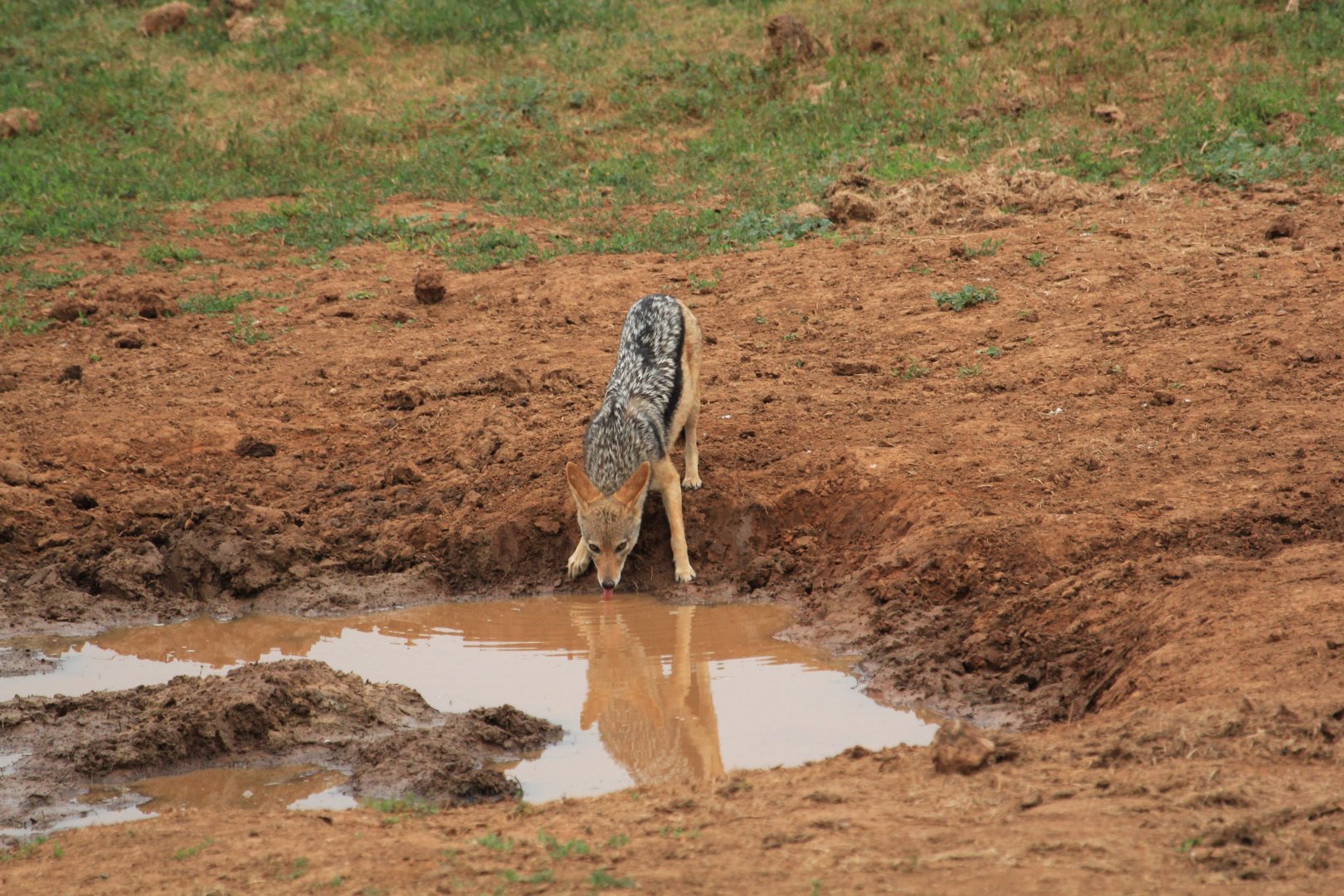 Black-backed jackal (September 2012)